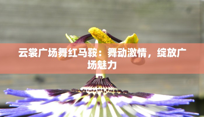 云裳广场舞红马鞍：舞动激情，绽放广场魅力