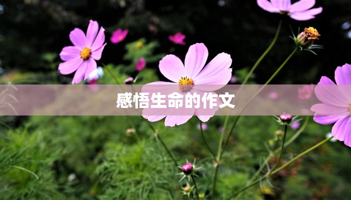 感悟生命的作文